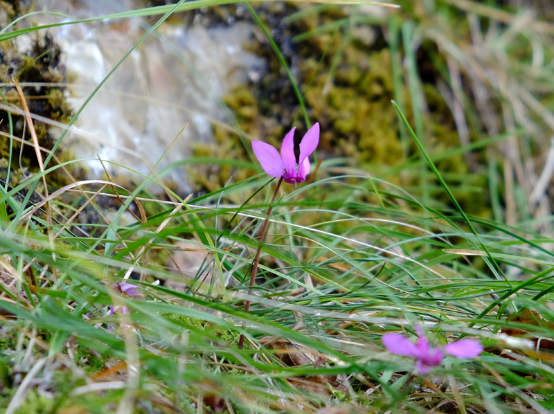 2017-08-29_130903 trentino-suedtirol-2017.jpg - Alpenveilchen